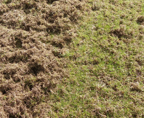 po wertykulacji_1.jpg